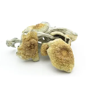 Florida White Magic Mushrooms For Sale Online